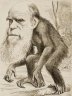 darwin-macaco